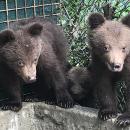 Αρκουδακια