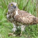 αετός τρώει κόμπρα