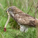 αετός τρώει κόμπρα