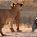 αφρικανικός ασβός