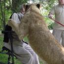 βετεράνος και λιοντάρι