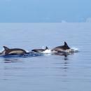 δελφίνια στο Λουτράκι