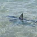 καρχαρίας στο Καλαμάκι Κορινθίας