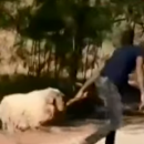 κλοπή προβάτου