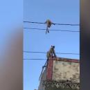 μαϊμού