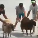 μετανάστες κλέβουν πρόβατα