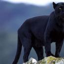 πάνθηρες στην Αττική