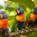 παπαγάλος lorikeet