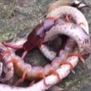 σαρανταποδαρούσα σκοτώνει φίδι