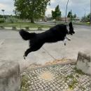 σκυλος παρκουρ