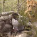Lion Steals from Vultures that Stole from Cheetah