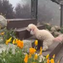 ακρωτηριασμενη σκυλίτσα 