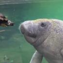 Μανάτος και χελώνα