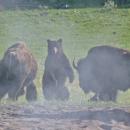 Αρκούδα με Βίσονες