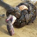 Βασιλική κόμπρα εναντίον πύθωνα