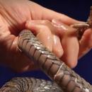 Δάγκωμα φιδιού