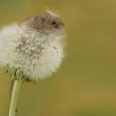 Ποντίκια του αγρού