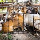 Σκύλοι στην Ασία