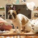 Σκύλος στο σπίτι