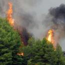 Φωτιά σε δάσος