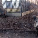 αγριογούρουνα