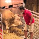 απελευθέρωση ταύρου