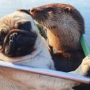 γαλλικό μπουλντόγκ και βίδρα