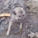 διάσωση σκύλου