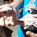 καραφλός κόκορας