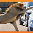 λιοντάρι και τουρίστας