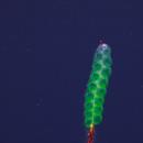 πλάσμα βυθού