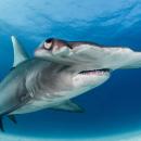 σφυροκέφαλος καρχαρίας