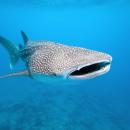 φαλαινοκαρχαρίας