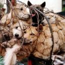 φεστιβάλ σκυλίσιου κρέατος