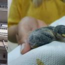 χελιδονοφωλιά στις Σέρρες