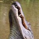 Αλιγάτορας