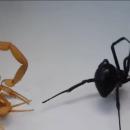 Αράχνη εναντίον σκορπιού