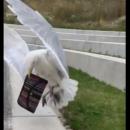 Γλάρος κλέβει πορτοφόλι