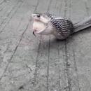 Κόμπρα με αυγό