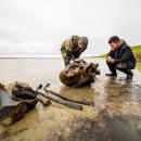 Λείψανα μαμούθ