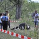 Νεκρές αγελάδες στον Έβρο