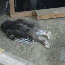 μωρά κουκουβάγιας