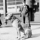 σκύλος στην Αθήνα