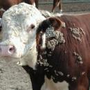 καταρροϊκός πυρετός