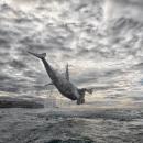 Λευκός καρχαρίας