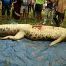 Νεκρός κροκόδειλος