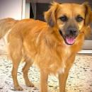 Ορφέας σκύλος