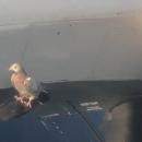 Περιστέρι σε αεροπλάνο