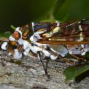 Τζιτζίκια ζόμπι