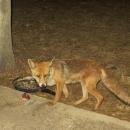 αλεπού σε σπίτι